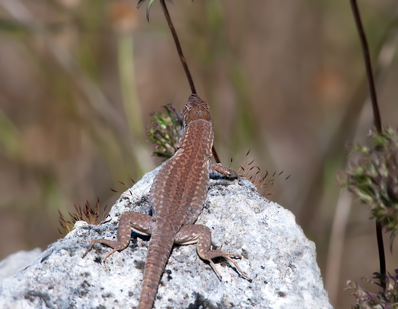 Podarcis sicula ?
